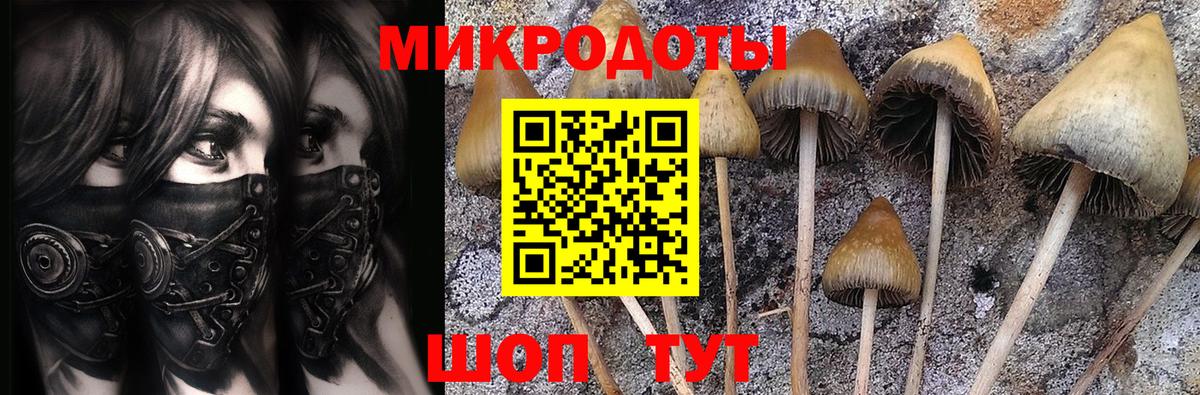Псилоцибиновые грибы Cubensis Павлово
