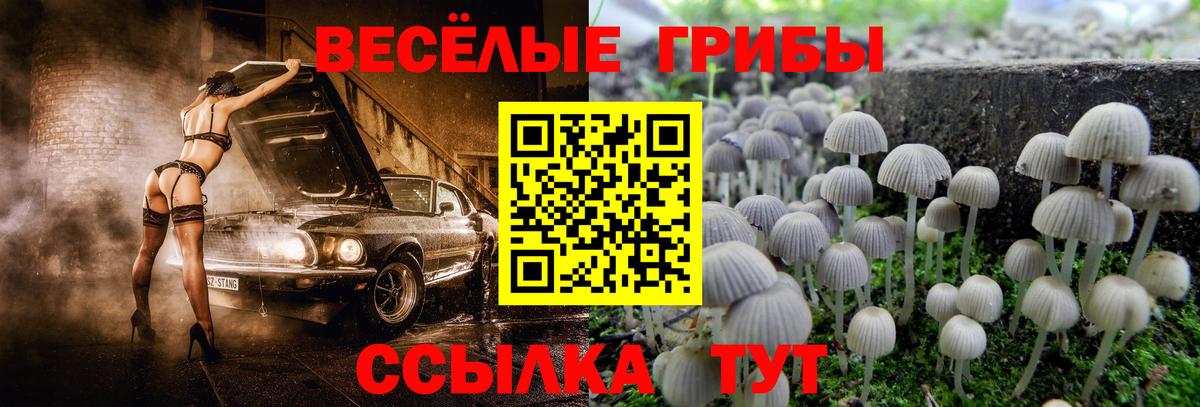 Павлово  Галлюциногенные грибы прущие грибы  хочу   Вход с VPN 